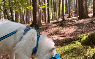The Best & Worst Foods to Share with Your Dog