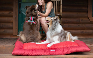 How to Prep for a Camping Trip with your Dog
