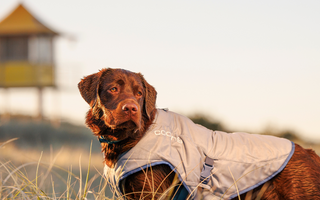 A Chocolate Labrador enjoying a sunny day at an Australian beach, wearing a lightweight and breathable dog cooling vest to stay cool and comfortable in the summer heat.