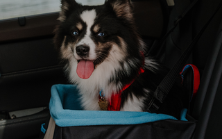 Small dog in car seat