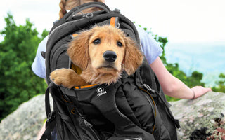 How to Train a New Puppy at Home