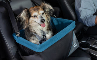 Does Your Dog Need a Booster Seat?