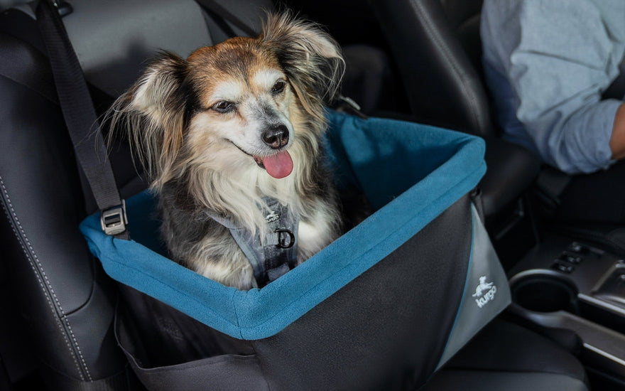 Does Your Dog Need a Booster Seat?