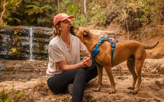 Top Tips for Hiking with your Dog in New Zealand