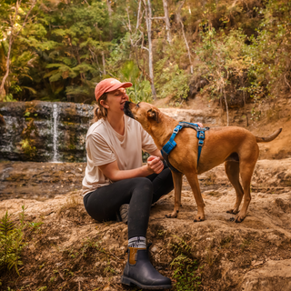 Top Tips for Hiking with your Dog in New Zealand