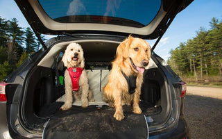 How to Fit a Dog Harness
