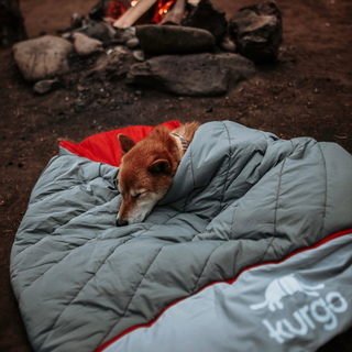 Dog-Friendly Camping: What Gear Do You Need?
