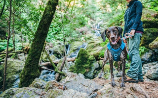 Top Tips for Hiking with your Dog in Australia