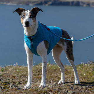 dog wearing blue Dog Jumper