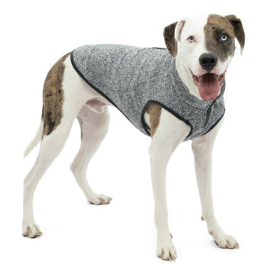 dog wearing a grey dog jumper
