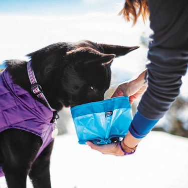 dog wearing a dog coat eating of zippy foldable dog bowl