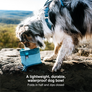 dog wearing dog harness eating of zippy foldable dog bowl
