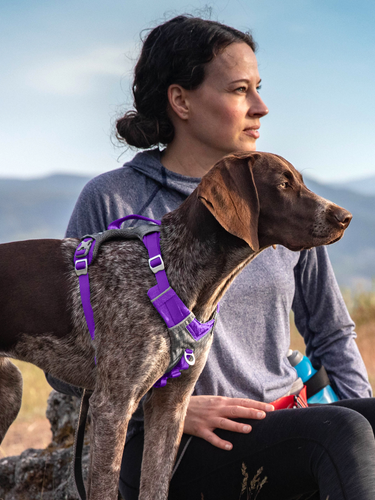 Active dog harness