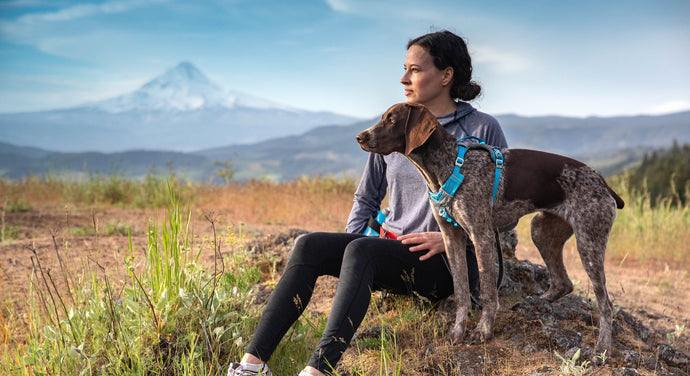 journey air dog adventure harness