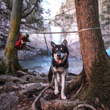 dog travel camping ridgeline tie out