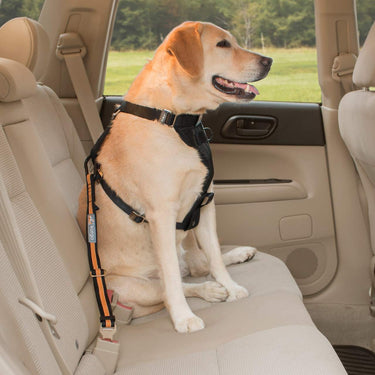 dog seat belt tether