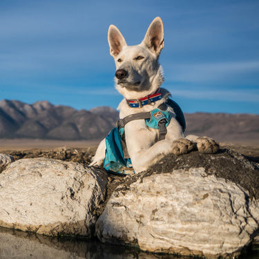 Dog wearing Baxter Pack.