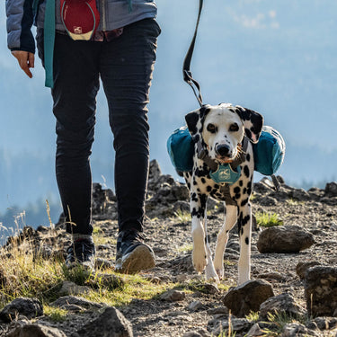 Dog wearing Baxter Pack.
