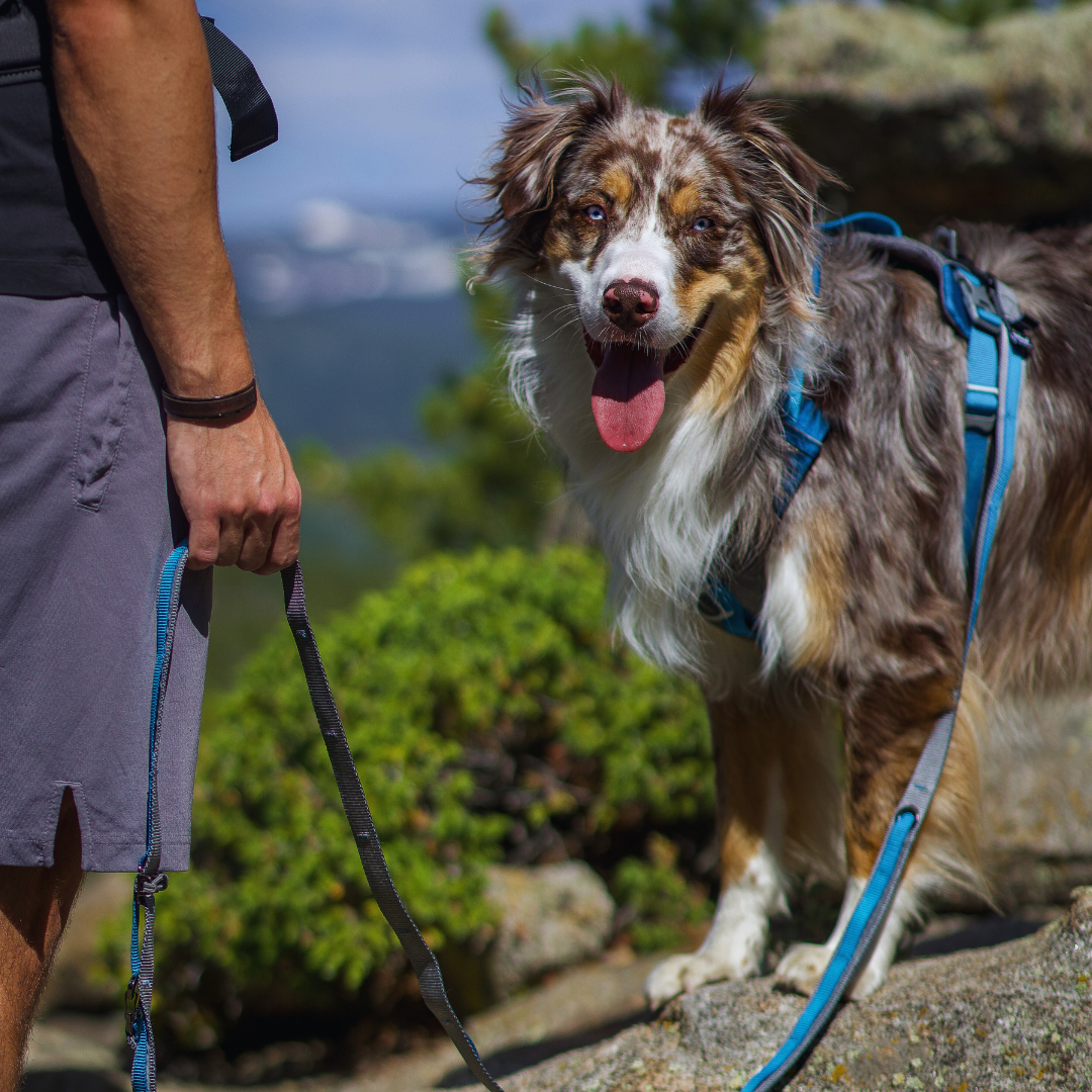 How to Keep Your Dog Safe on the Trail – Kurgo