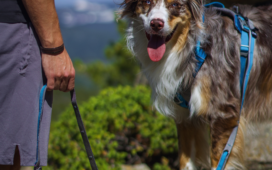 Dog wearing active dog harness outdoors