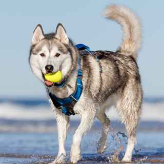 How to Choose the Right Dog Harness for Every Adventure