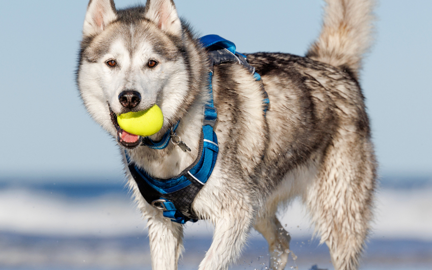 How to Choose the Right Dog Harness for Every Adventure