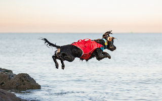 Dog wearing a Dog Life jacket jumping in the ocean