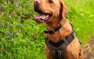 10 Questions to Ask Before Getting a New Dog