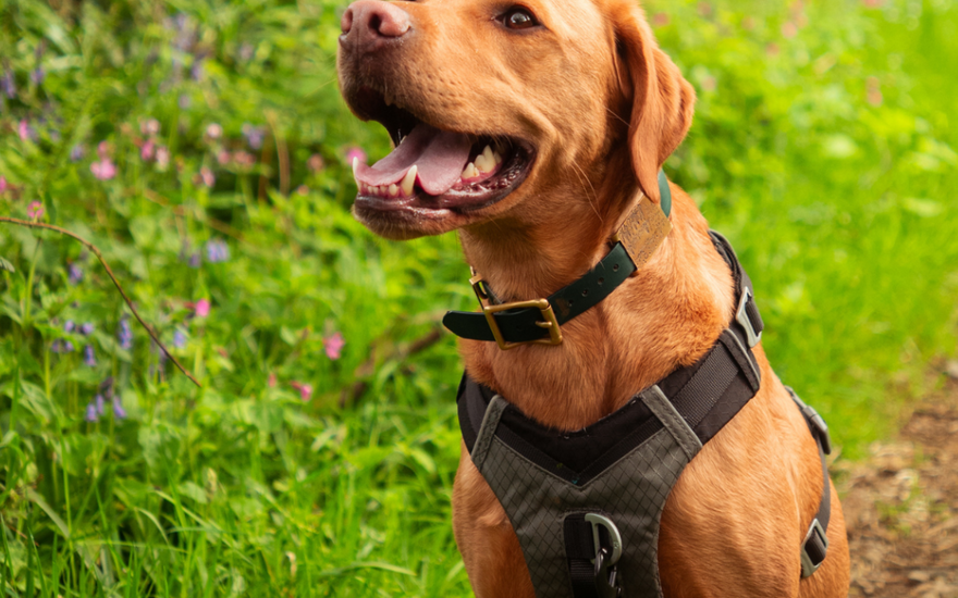 10 Questions to Ask Before Getting a New Dog