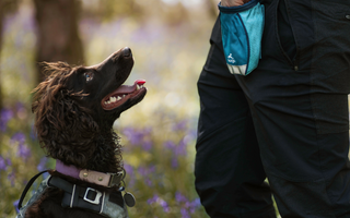 Why and How Positive Dog Training Works