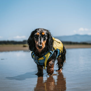 Dog-Friendly Beaches and Parks on the Gold Coast