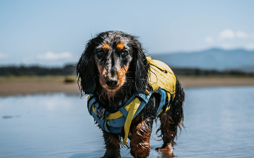 Dog-Friendly Beaches and Parks on the Gold Coast