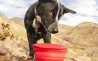 Dog Hiking Checklist