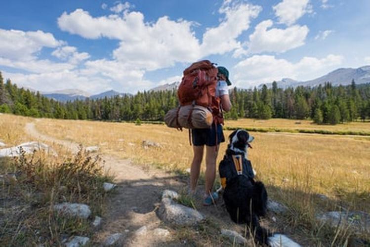 Tips for Camping with Canines