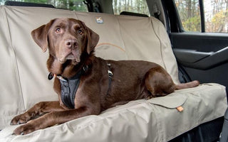 Dog Car Seat Cover Buying Guide