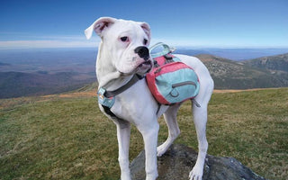 5 Reasons Your Pup Needs a Dog Backpack
