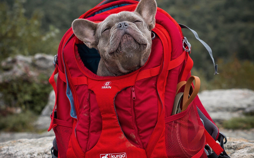 Trail Tested: Kurgo G-Train Backpack