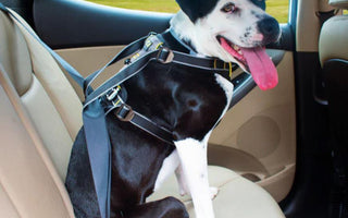 Why You Need to Restrain Your Dog in the Car