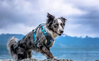 5 Reasons Your Dog Needs a Harness