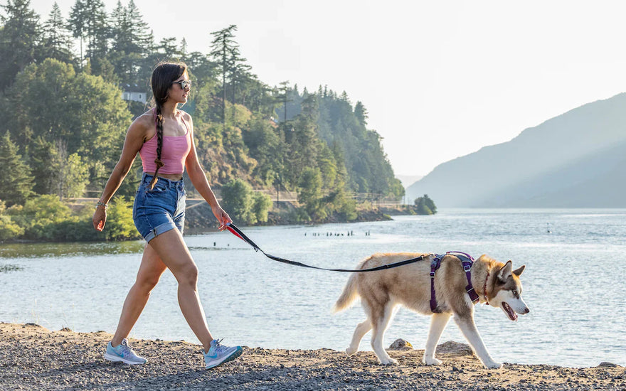 Women walking with dog wearing dog harness