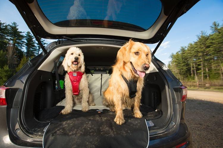 How to Fit a Dog Harness