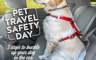 3 Steps to Buckle Up Your Dog in the Car