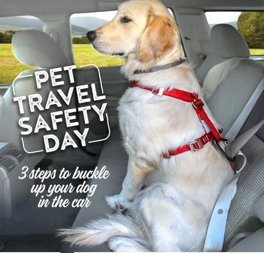 3 Steps to Buckle Up Your Dog in the Car