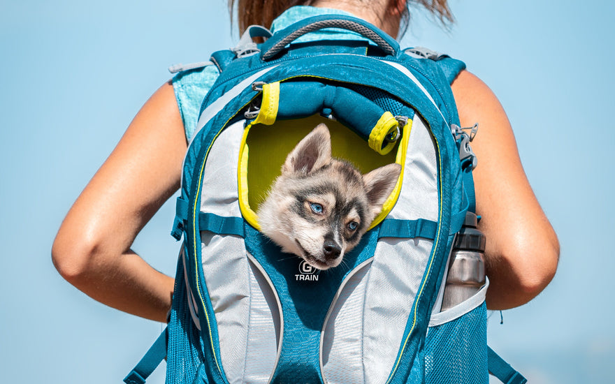 How to Get Your Dog Comfortable in the G-Train Dog Carrier Backpack