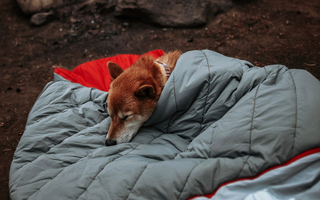 Dog-Friendly Camping: What Gear Do You Need?