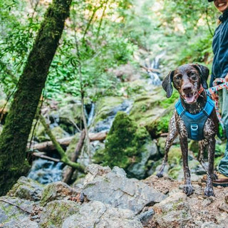 Top Tips for Hiking with your Dog in Australia