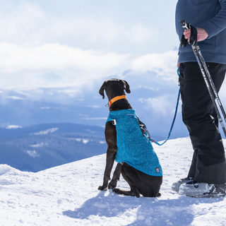 dog wearing blue Dog Jumper