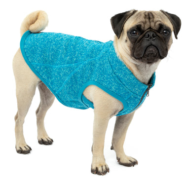 small dog wearing a dog coat