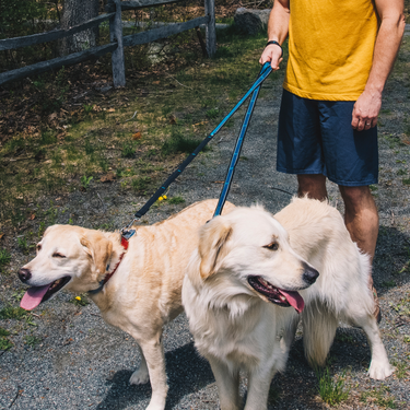 Blue Quantum Dog Leash