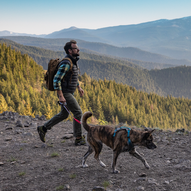 dog outdoors wearing journey air active dog harness and quantum six in one dog leash